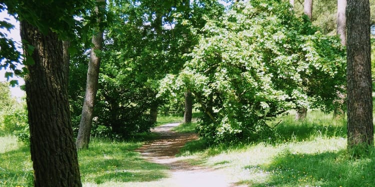 Walk in Robillard Park